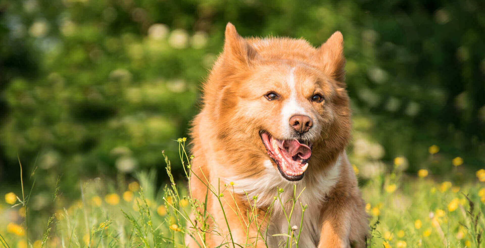 veterinary services loch haven